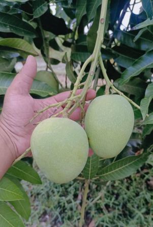 খাঁটি আম রাজশাহী