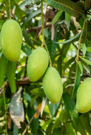 খাঁটি আম রাজশাহী