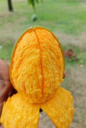 খাঁটি আম রাজশাহী