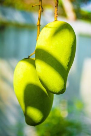 খাঁটি আম রাজশাহী