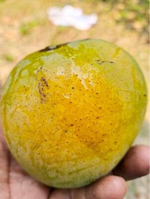 হিমসাগর আম