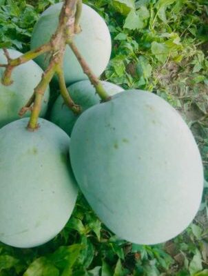 ল্যাংড়া আম