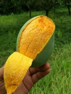 আম্রপালি আম