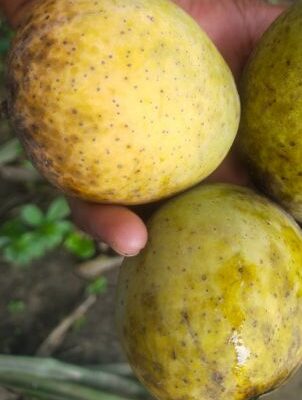 মধুভোগ আম